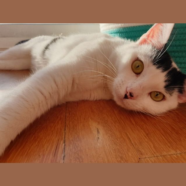 Photo of Millie Boy