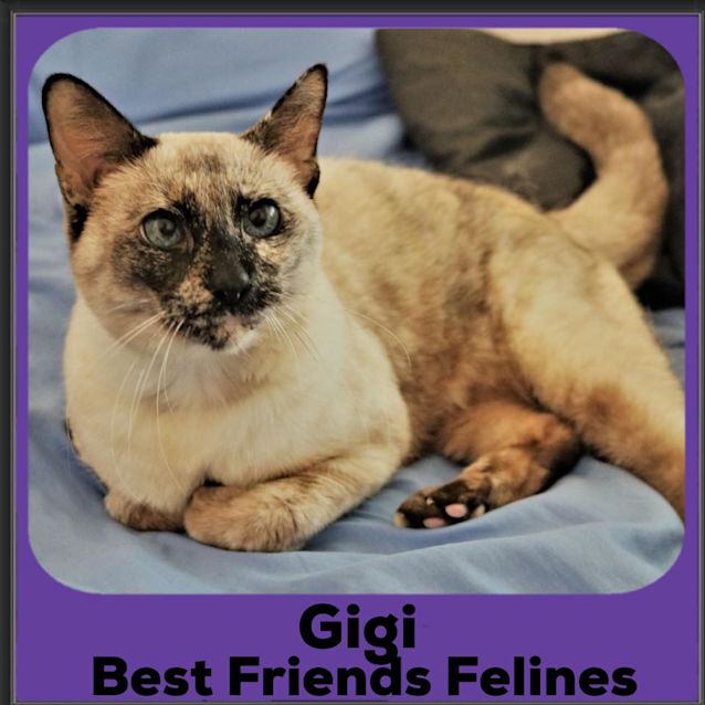 Photo of Gigi 