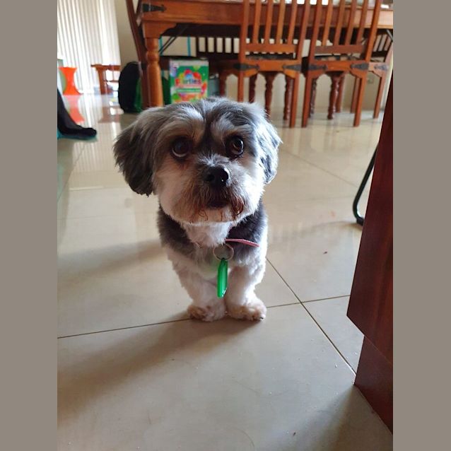 Photo of Shadow Dl2513