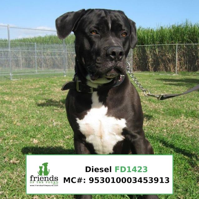 Photo of Diesel