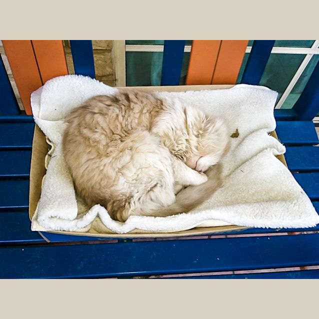 Photo of Tiger ~ 6 Year Old Fluffy Ginger Boy