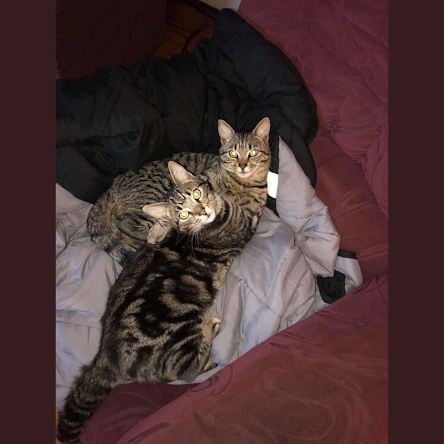 Photo of Spunky And Skittles ❤❤
