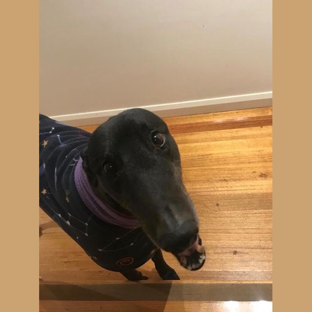 Photo of Goose    Melbourne