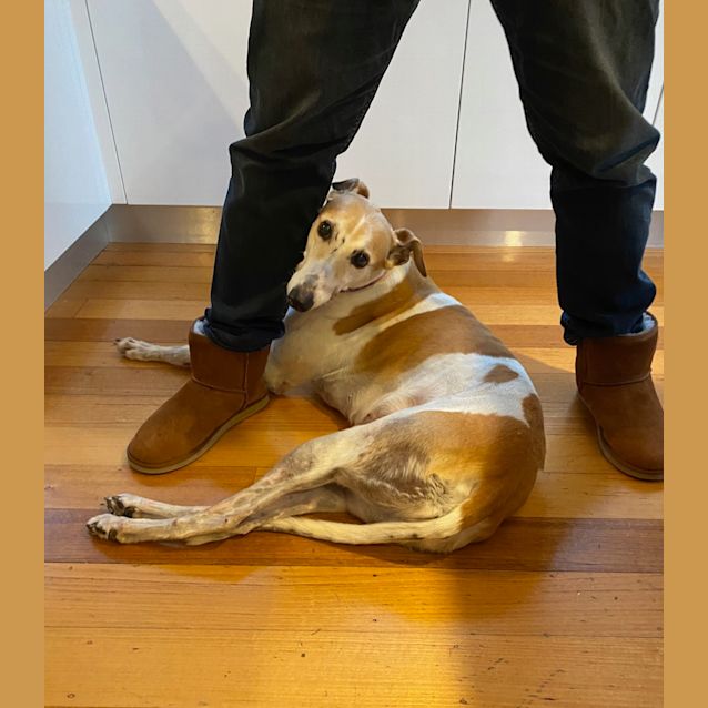 Photo of Pebbles    Melbourne