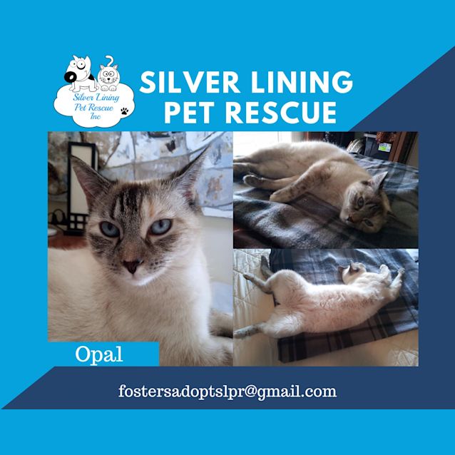 Photo of Opal 