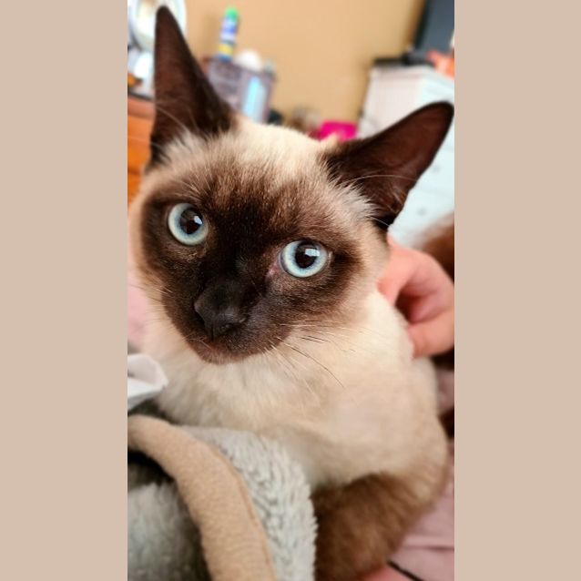 Photo of Loki