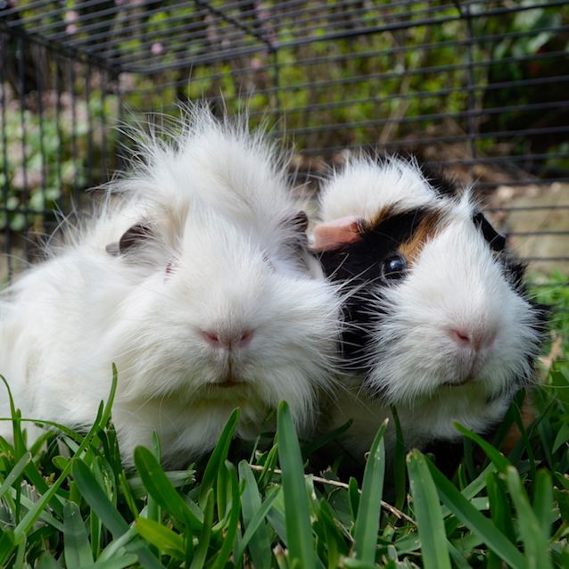 Photo of Abra And Kadabra