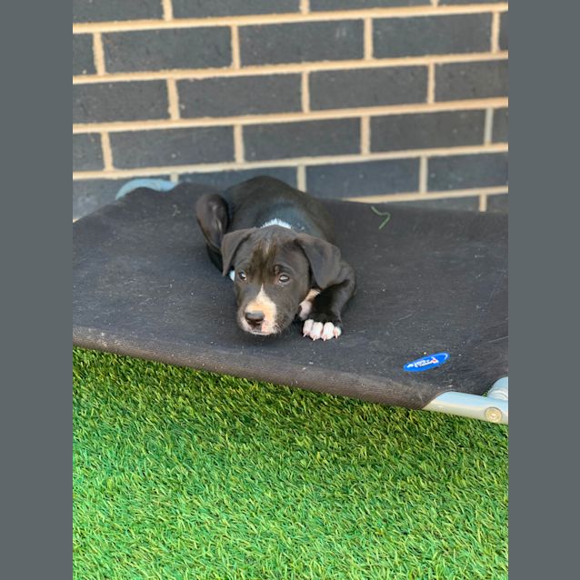 Photo of Bruce ~ Puppy (On Trial 27/09/20)