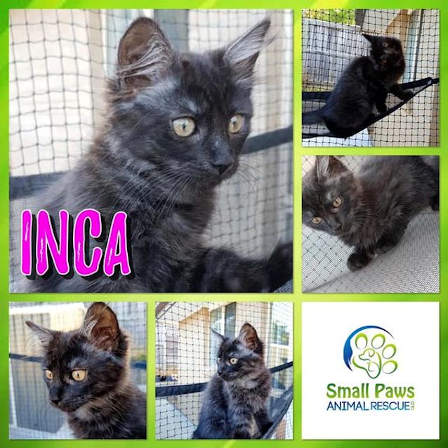 Photo of Inca