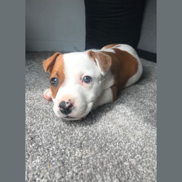 Photo of Peach ~ Staffy X(on Trial 26/09/20)