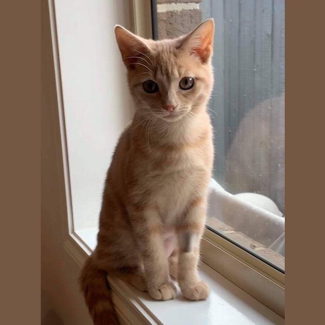 Photo of Peaches