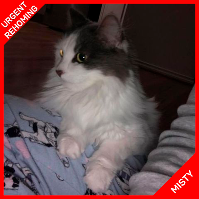 Photo of Misty