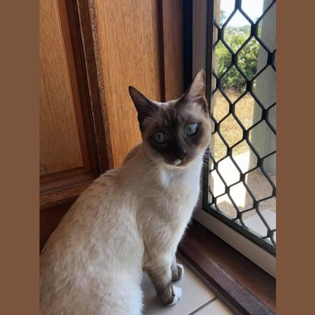 Photo of Peanut