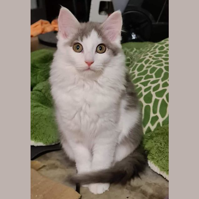 Photo of Suki 