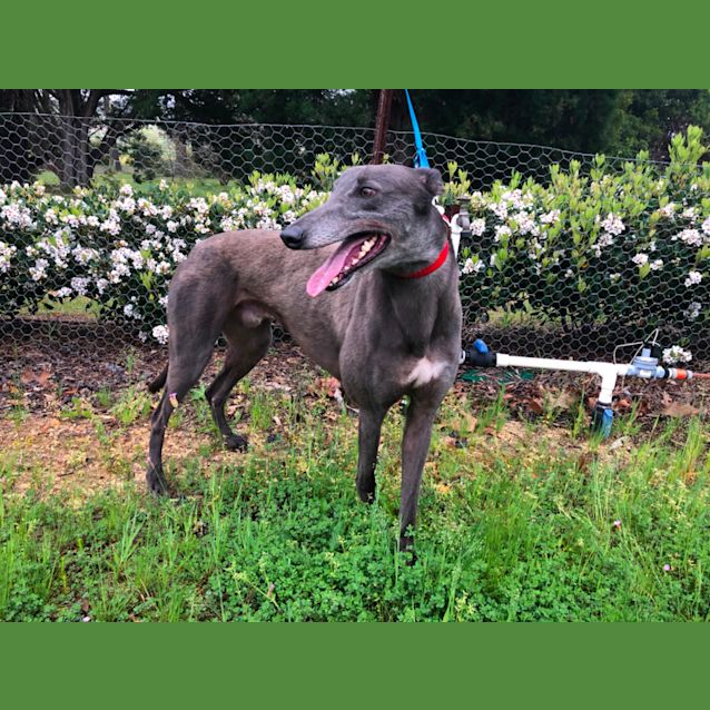 Photo of Bluey