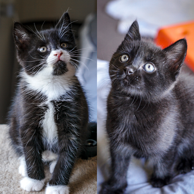 Photo of Billy & Bobby ~ (On Trial 03/10/20)