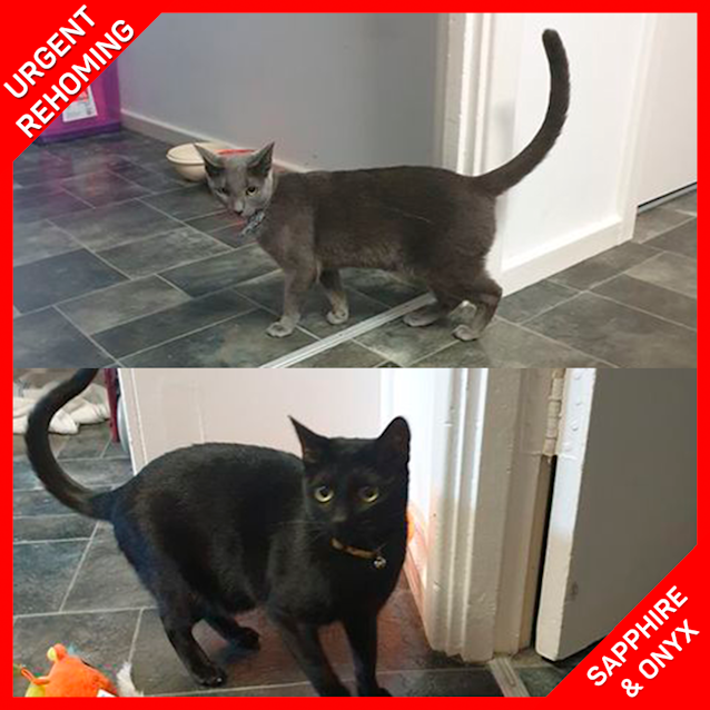 Photo of Sapphire & Onyx