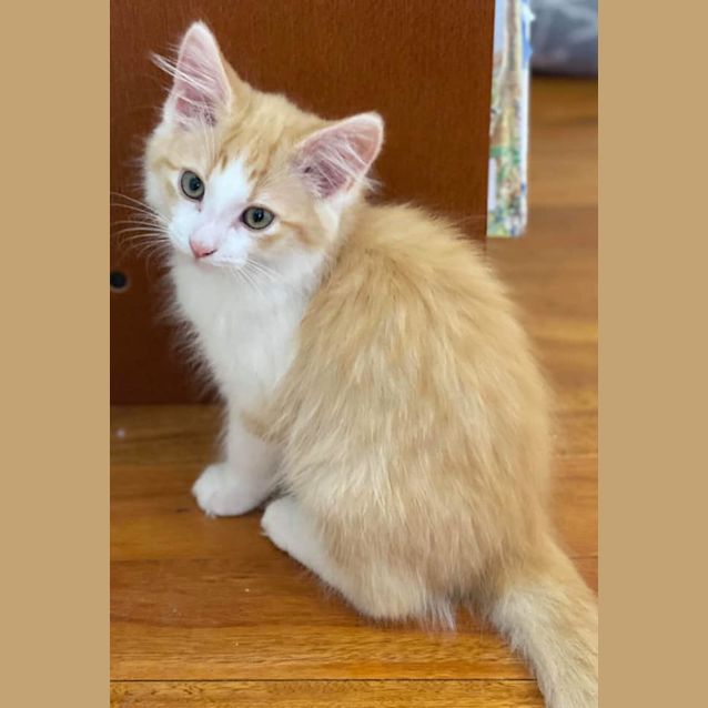 Photo of Nacho 