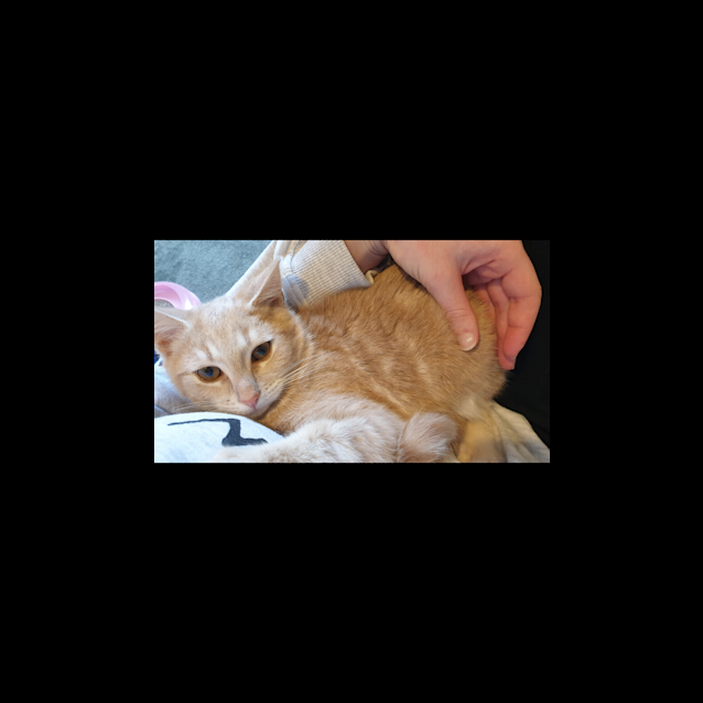 Photo of Honeybear Moe