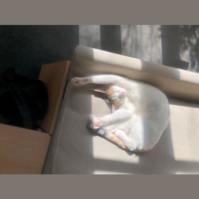 Photo of Saffron (Saffy)