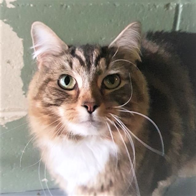 Photo of Ollie