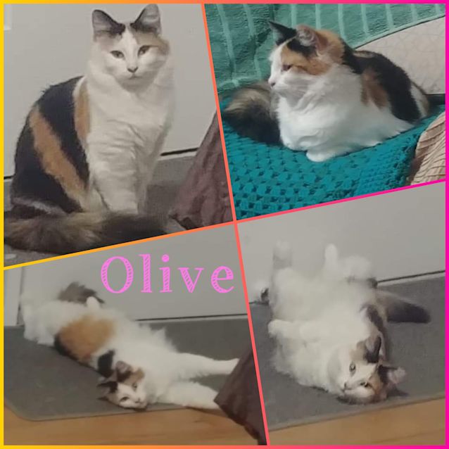 Photo of Olive 