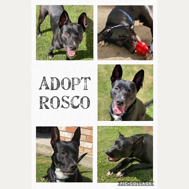 Photo of Rosco