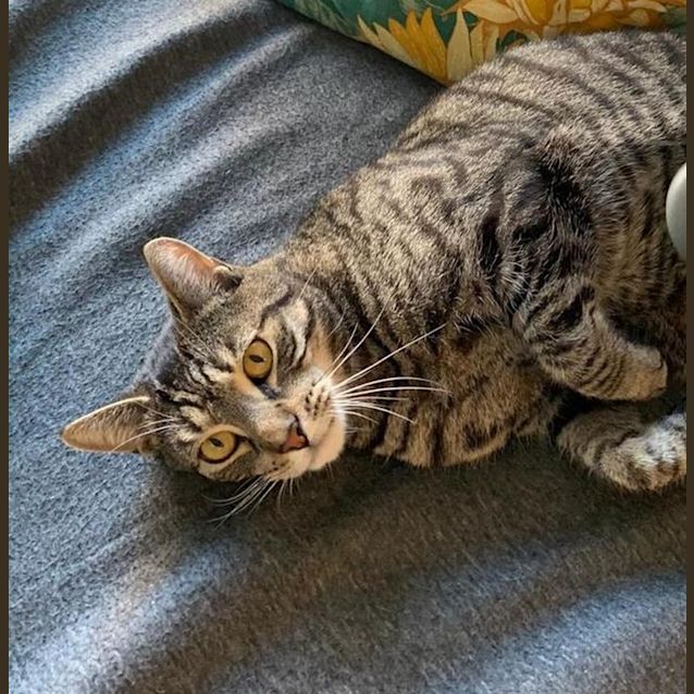 Photo of Diesel