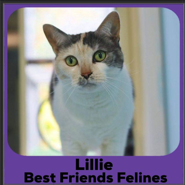 Photo of Lillie