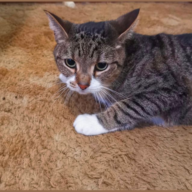 Photo of Sox