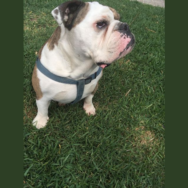 Photo of Dallas