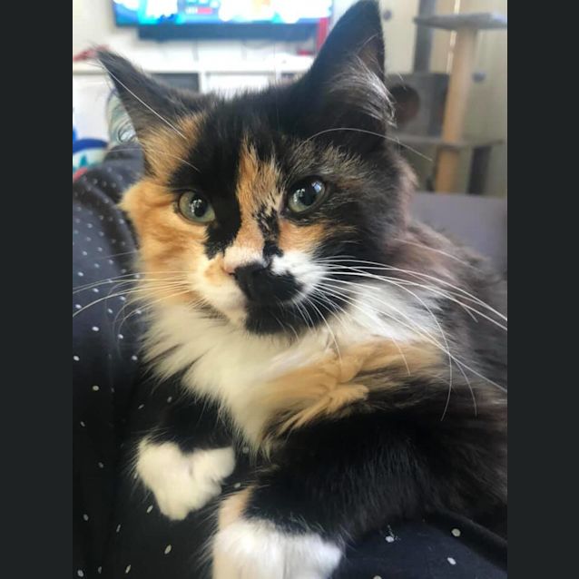 Photo of Gracie