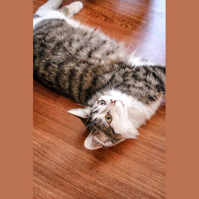 Photo of Delilah ~ 7 Month Old Kitten (On Trial 29/09/20)