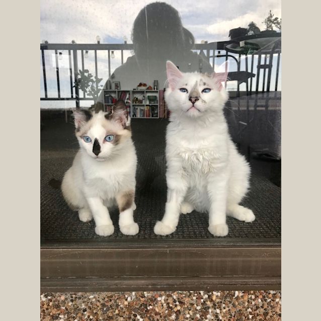 Photo of Luna And Houdini