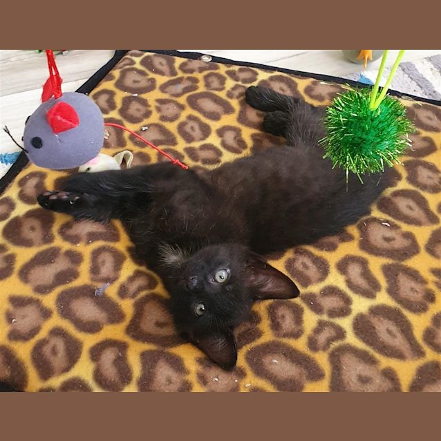 Photo of Minx