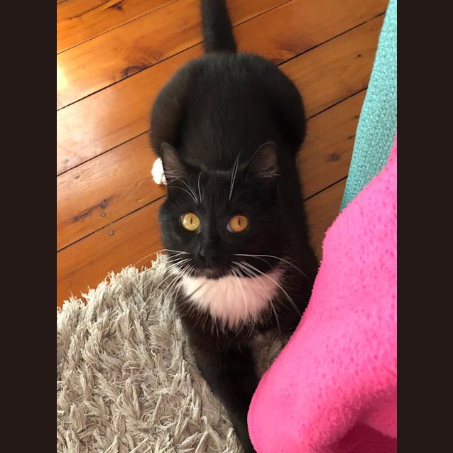 Photo of Sir Lancelot