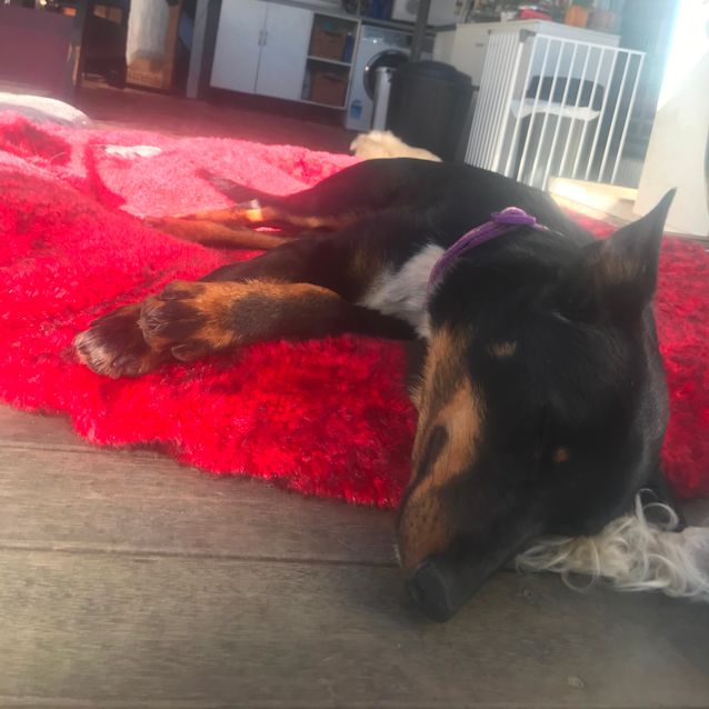 Photo of Jaz ~ 18mo Kelpie (On Trial 27/09/20)