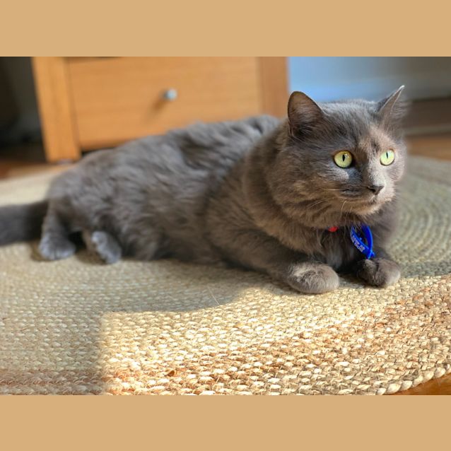 Photo of Grace ~ 5yr Old Himalayan X (On Trial 19/11/2020)