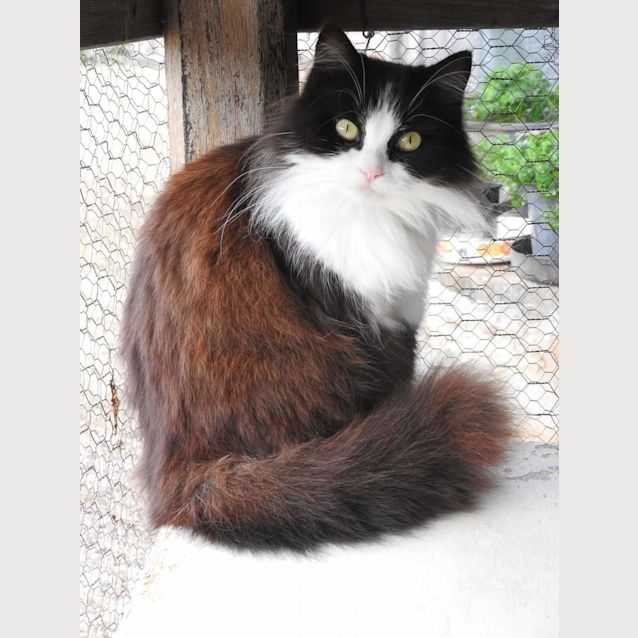 Photo of Oreo