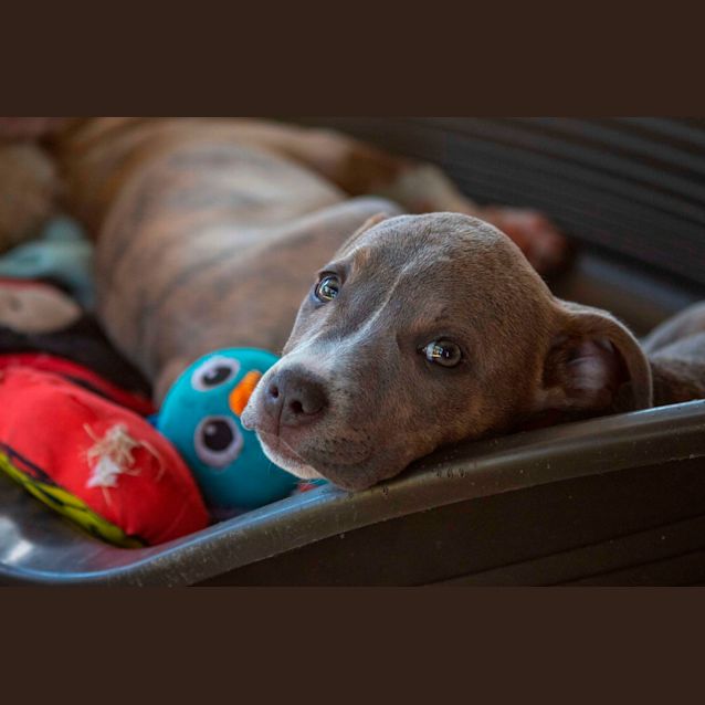 Photo of Mocca ~ 9wk Old Staffy X (On Trial 30/09/20)