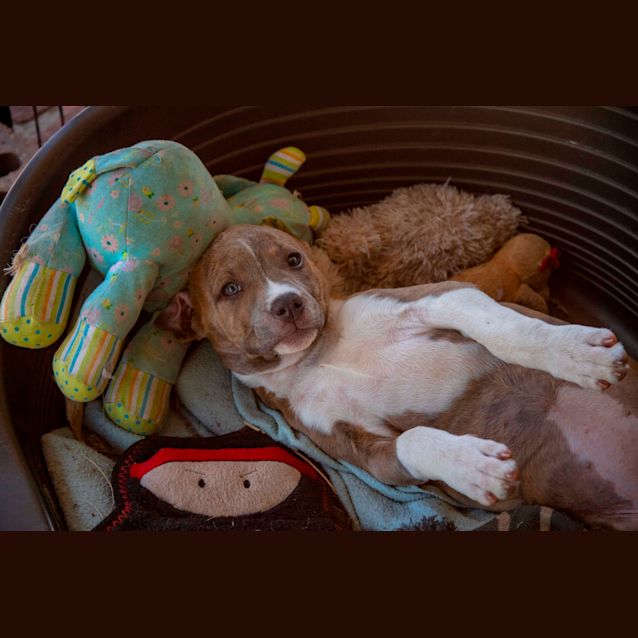 Photo of Espresso ~9wk Old Staffy X(on Trial 05/10/20)