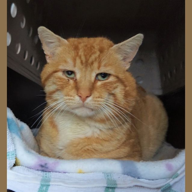Photo of Humphrey
