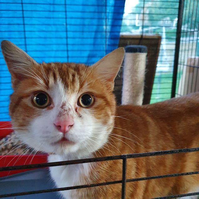 Photo of Alfonzo