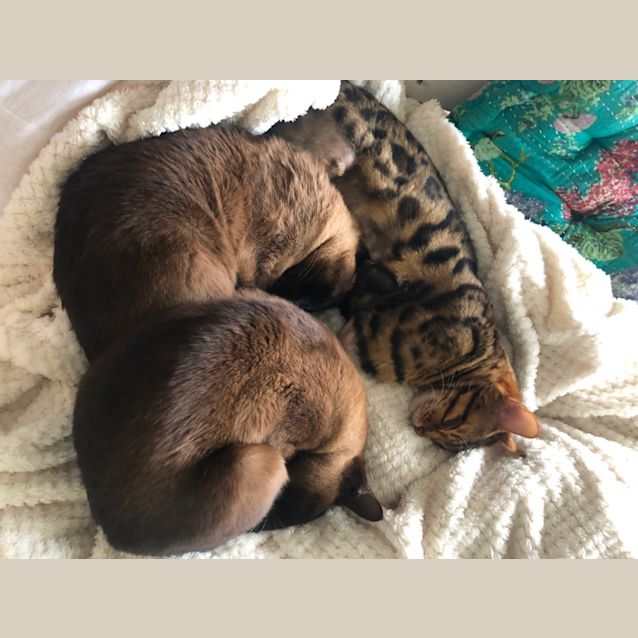 Photo of Samba, Tulsi And Aja