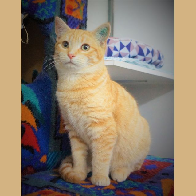 Photo of Hogie