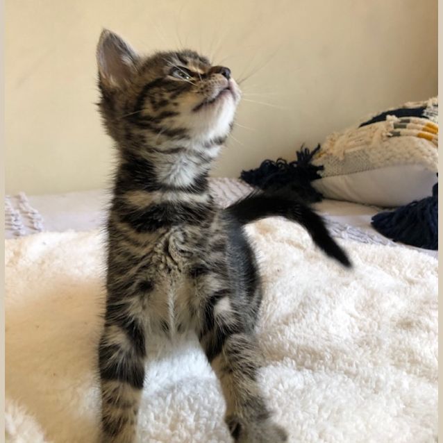 Photo of Ziggy