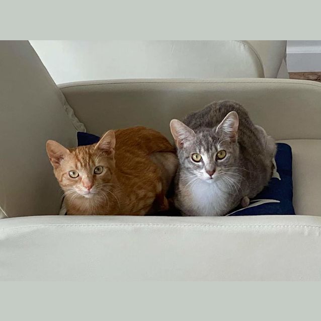 Photo of Cumin & Saffron