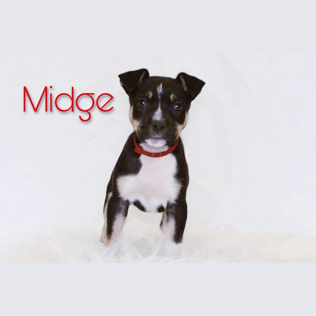 Photo of Midge 