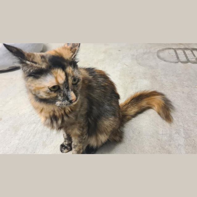 Photo of Gypsy