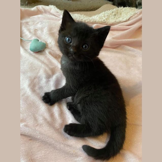 Photo of Sammie 